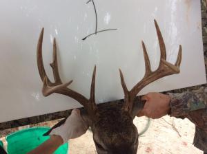 2016Deer03