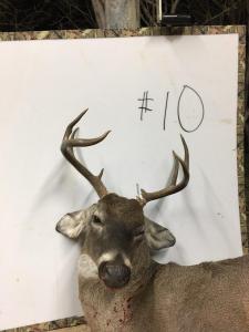 2016Deer06