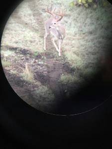 2017Deer002