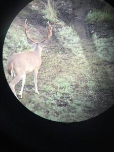 2017Deer003