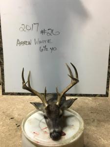 2017Deer004