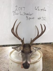 2017Deer011