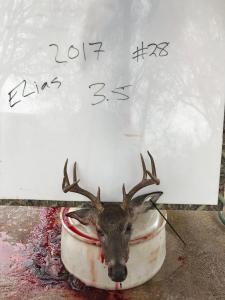 2017Deer014