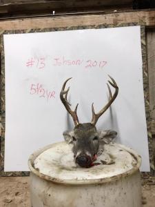 2017Deer016