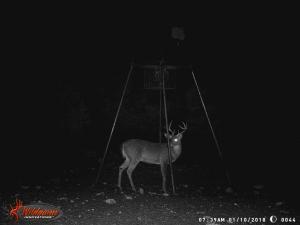 2017Deer030