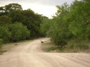 At the TXHuntingGround ranch        