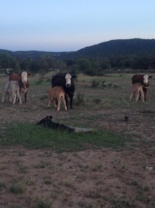 At the TXHuntingGround ranch                    