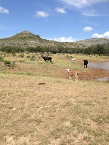 At the TXHuntingGround ranch                                    