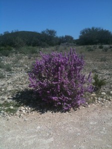 At the TXHuntingGround ranch                                   