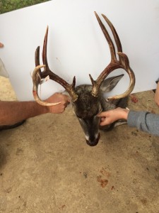 Casey Trophy Buck 4199